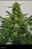 Harlequin BX4 (BC Bud Depot) 6/pack