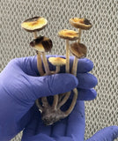 Z-Strain Spore Print by 3ntheogenik