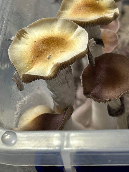 B+ Spore Print by 3ntheogenik