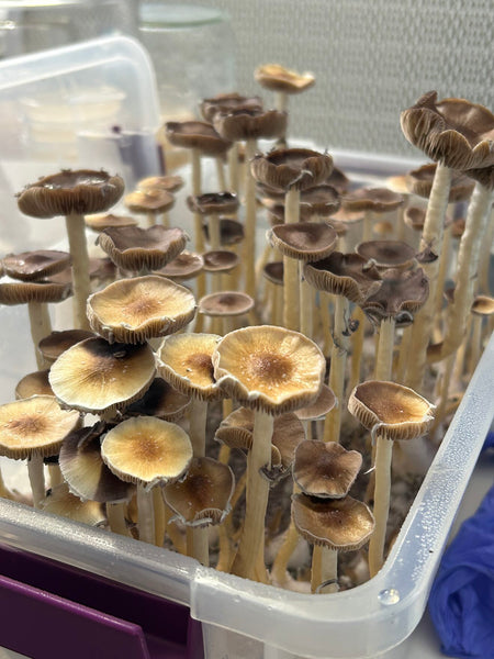 Z-Strain Spore Print by 3ntheogenik